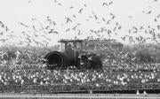 Cientos de gaviotas rodean a un tractor que se dedica a preparar los campos anegados para la siembra del arroz. MIKEL PONCE