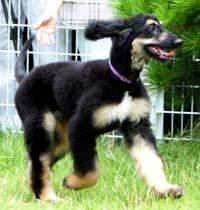 Clonan un perro por primera vez en la historia