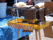 Codornices, una especie de consumo, cuya venta en mercadillo es ilegal./KAKO RANGEL