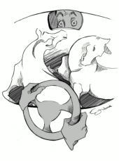 Caballos sueltos por la autopista