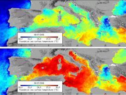 El cambio climático llena el Mediterráneo de especies no autóctonas