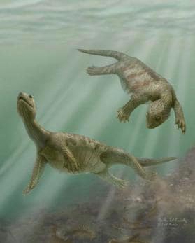 Las primeras tortugas que habitaron la Tierra no tenían caparazón
