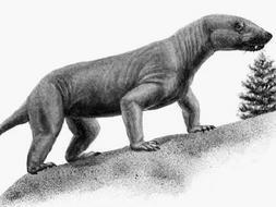 Hallan en Brasil un cráneo del «padre» de los mamíferos