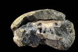 Hallan el cerebro fósil de un pez de hace 300 millones de años