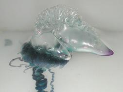 Avistan en la costa murciana unas medusas cuya picadura puede ser mortal