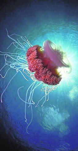 Consejos para evitar la picadura de una medusa