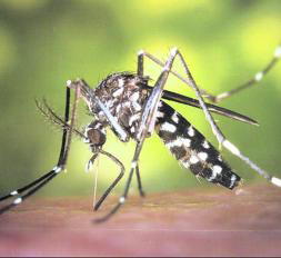 Otros visitantes estivales