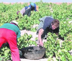 Las cooperativas apoyan la decisión de los productores de no vendimiar