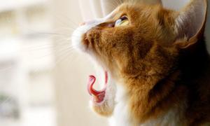 Detectan casos de gripe A en gatos y hurones de EE.UU.