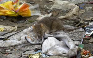Una rata, a pocos metros de las niñas de la imagen superior