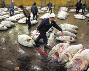 Japón ignorará la veda del atún