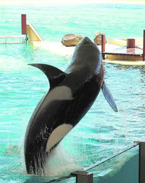 Las «malas prácticas» en el Loro Parque