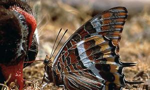 Mariposas, escarabajos y libélulas europeas en peligro