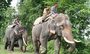 Los indonesios quieren envenenar elefantes