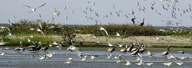 El desastre natural que quería evitar Julia Roberts en «El informe Pelícano»