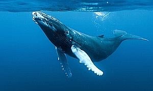 El excremento de ballena combate el cambio climático