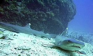 Tiburón de Volusia busca surfista blanco vestido de negro y amarillo