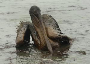 AP  Un pelícano, totalmente afectado por la mancha de petróleo, ayer en Louisiana