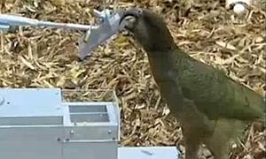 El animal más inteligente del planeta es... ¿un loro?