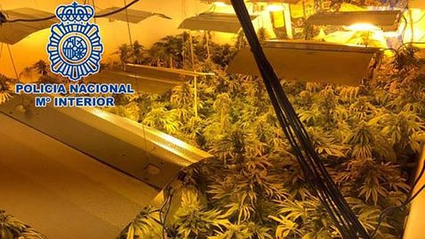 Plantas de marihuana decomisadas por la Policía Nacional / ABC