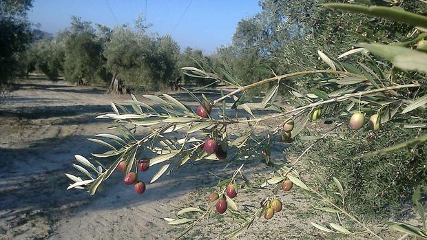 Aceitunas ya maduras a la espera de ser recolectadas