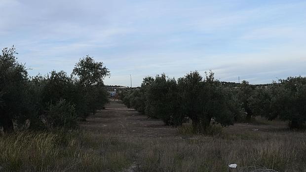 Plantación de olivar en Jaén