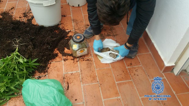 Droga oculta en uno de los maceteros / ABC