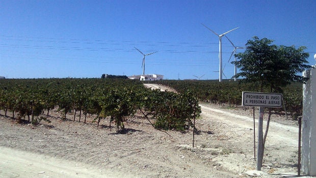 Viña en el Marco de Jerez