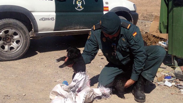 Dos de los ocho cachorros rescatados de la basura