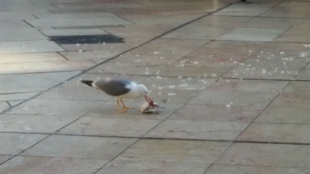 Una gaviota comiéndose una paloma en el Centro de Málaga