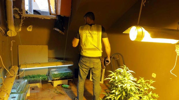 Un agente inspecciona el sótano donde se cultivaba droga