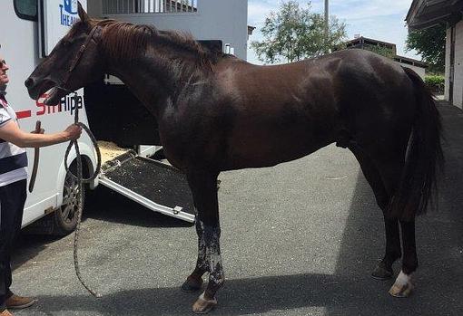 Uno de los caballos de pura raza árabe que competirán