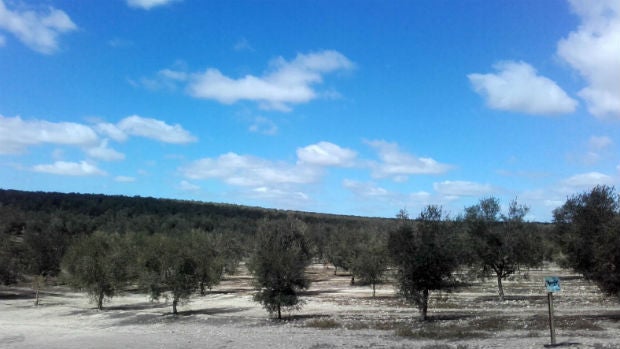 Olivar en la Campiña de Jerez