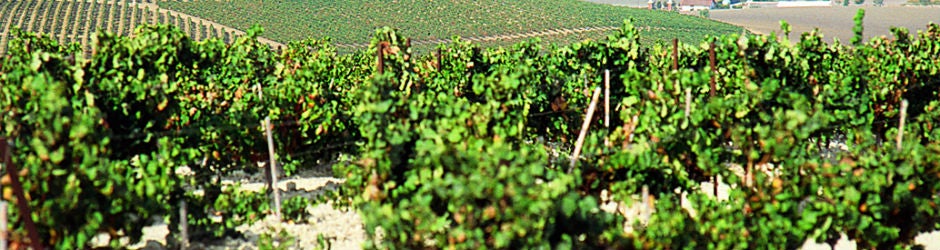 Viñas en el Marco de Jerez