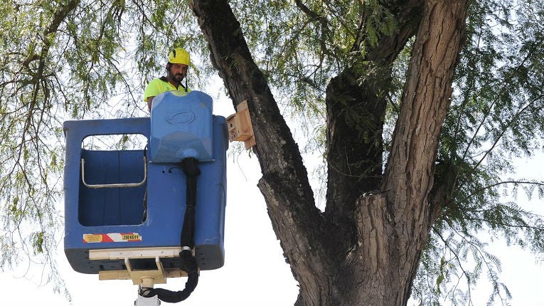 Fiscal acude a la colocación de cien cajas nidos en el jardín El Altillo de Jerez