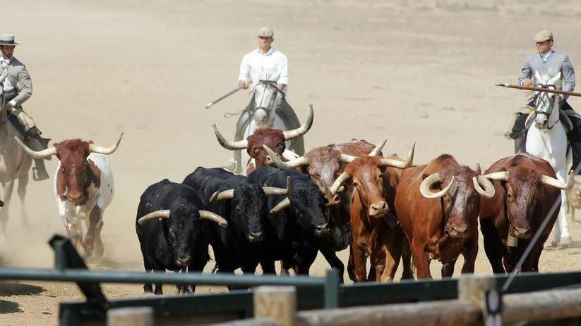 Caballos solidarios para las Fiestas de la Vendimia de Jerez