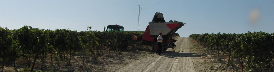 Una máquina trabaja en una viña de Jerez