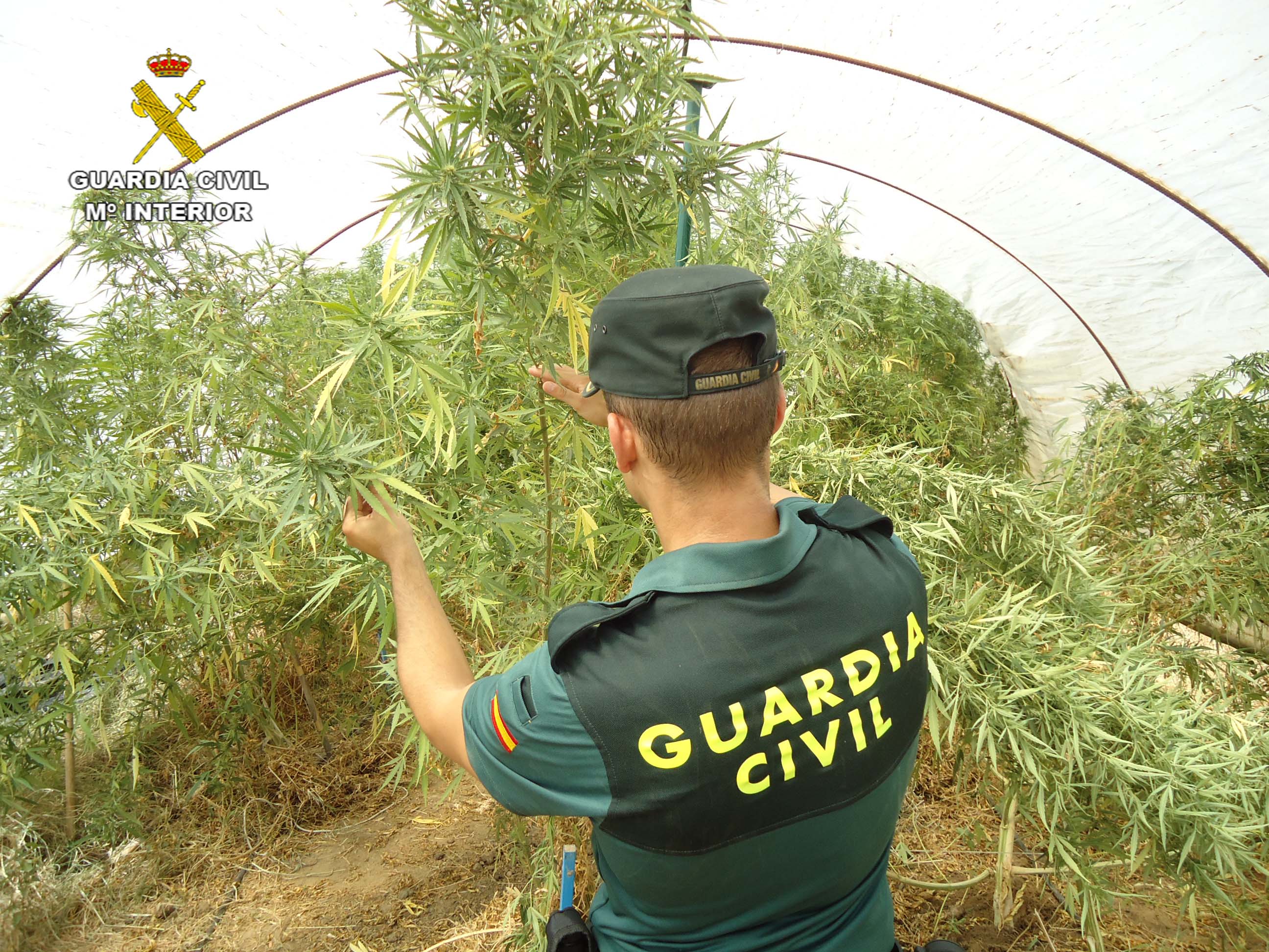 Un agente junto a plantas intervenidas en la operación