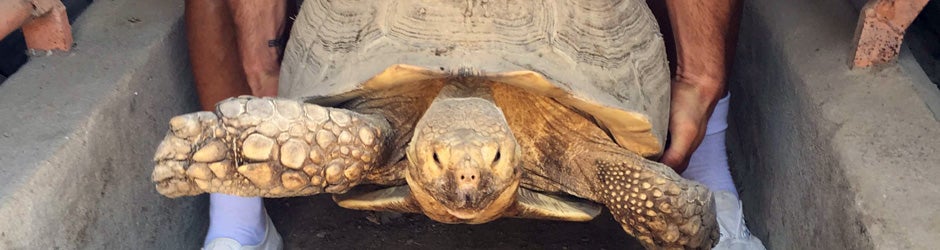 Tortuga recuperada del interior de la granja abandonada