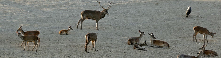 Los «venaos» se cruzan entre los jabalíes en el parque de los Alcornocales