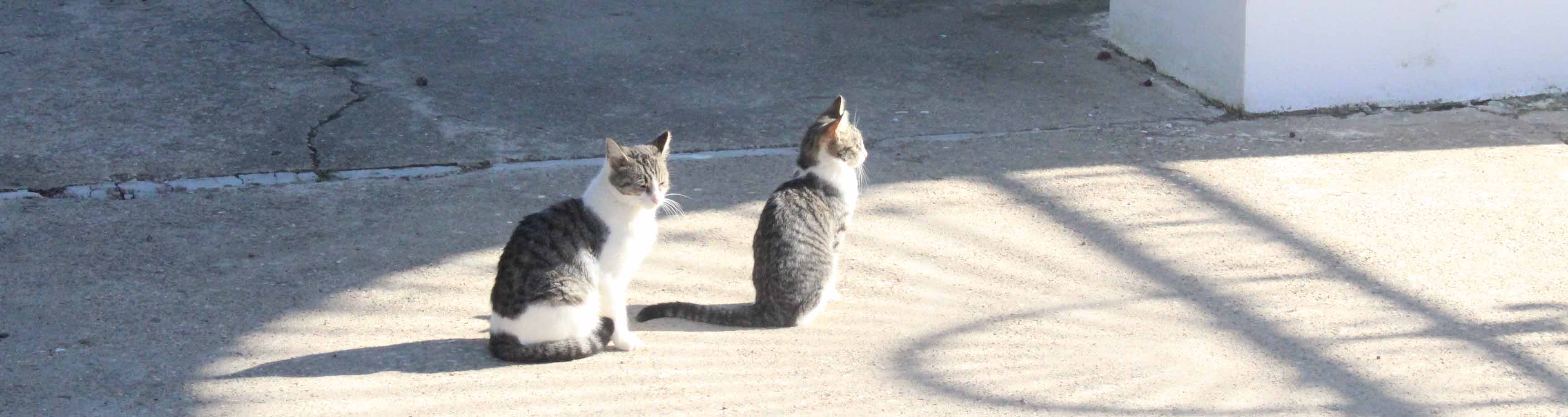 Los gatos están presentes en muchas zonas de Utrera