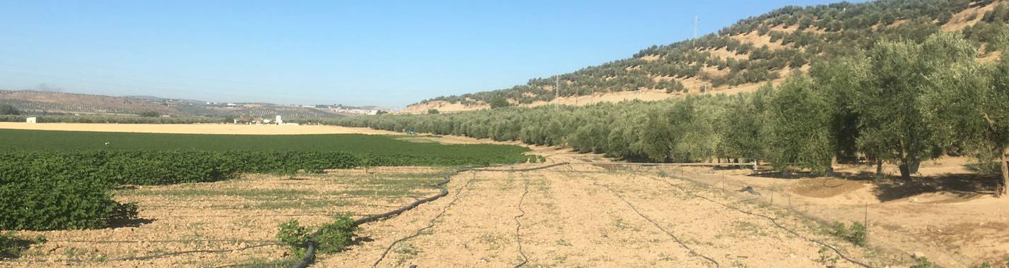 Cultivo de algodón devastado por la plaga de conejos.