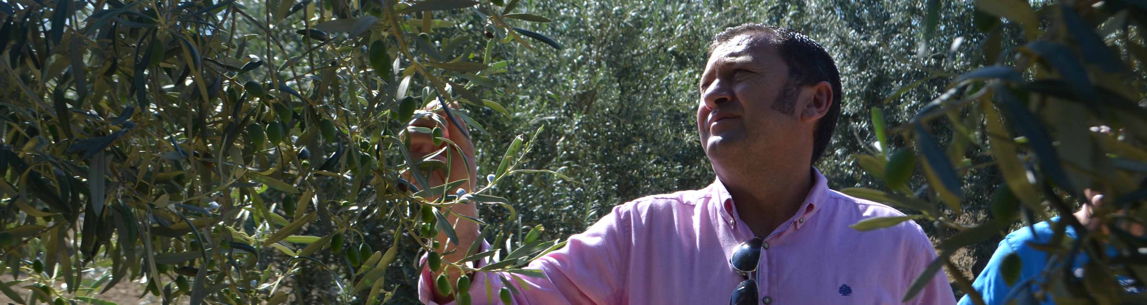 Utrera es uno de los mayores productores mundiales de aceituna gordal