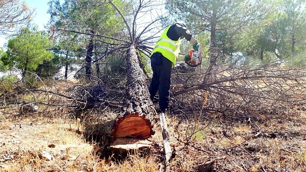 Un operario tala un pino en la Sierra de Baza