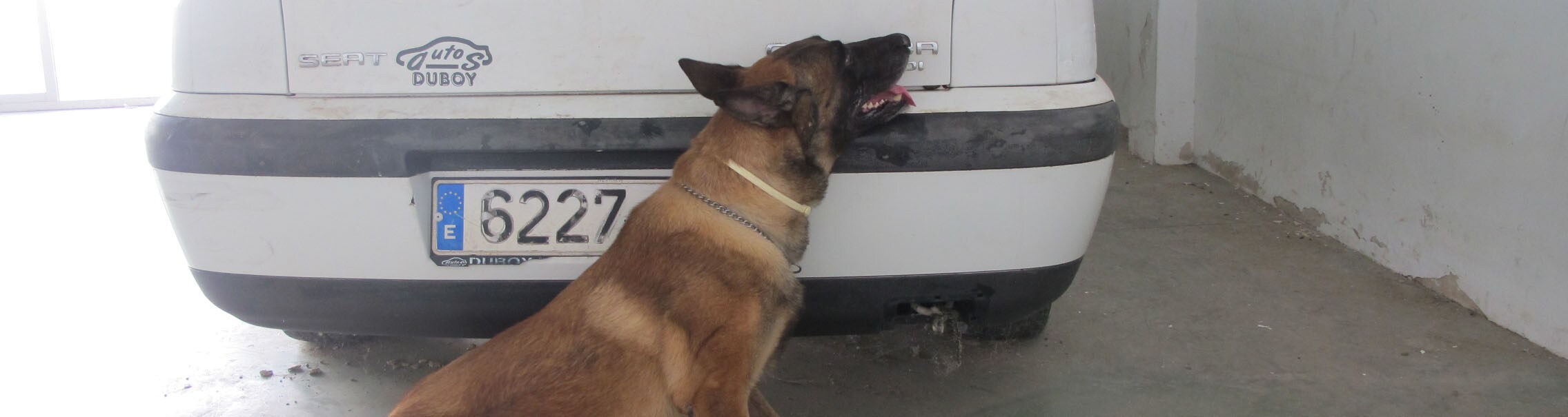 Uno de los perros de la unidad canina de El Cuervo, marcando el lugar donde se ha depositado una pequeña cantidad de droga