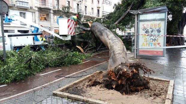 El viento derriba uno de los ficus de la Alameda de Málaga