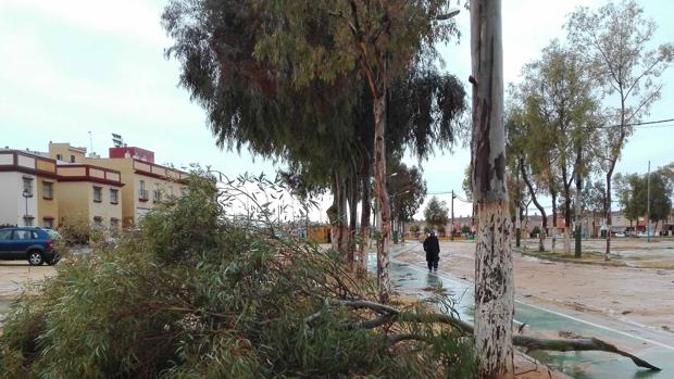 Las fuertes rachas de viento provocan una docena de intervenciones en Utrera