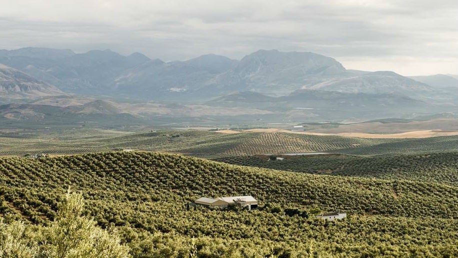 La declaración como patrimonio de la humanidad del paisaje del olivar desarrollaría el sector