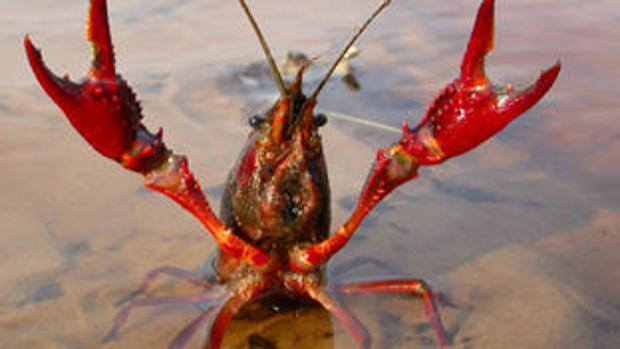 Cuatro especies de peces invasores causan daños en los ríos de Jaén