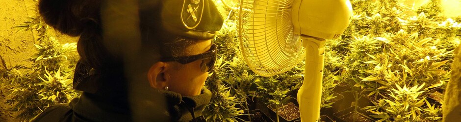 Una agente inspecciona el cultivo de marihuana